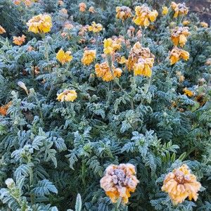 Meet your Posher, Wilma